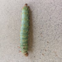 Cartepillar
