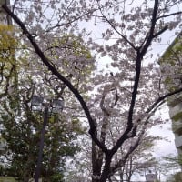 4／5、4／6、4／14　マンションの桜が美しい