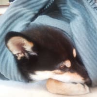 本日のはなちゃん　14年9/19