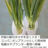 市販野菜を利用して野菜づくりに挑戦