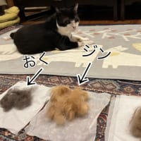 ブラッシング