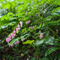 🌸0424 鯛釣草記念日🌸