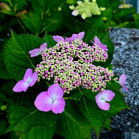 ６月13日金曜日。。。