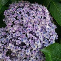 夏の花：渦紫陽花
