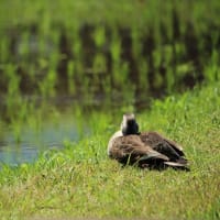 何時もの散歩   6月5日