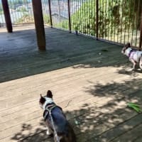 Pちゃんたちに会えてネロ大喜び