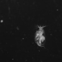 ミジンコ撮影