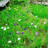 ハナショウブ、イヌヌマトラノオ、イワタバコ（板橋区立赤塚植物園 2025.6.8 撮影）