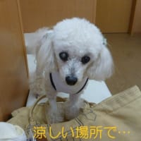 梅雨の中休み…今日も猛暑日…ヾ(;´▽｀A``　スイカ買ってきた＾＾