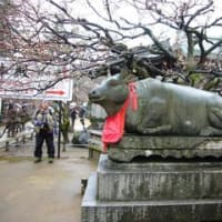梅花祭（ばいかさい）　北野天満宮　2013年2月25日（月）