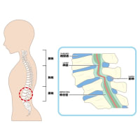 "椎間板ヘルニア"や"脊柱管狭窄症"と、痛みや痺れの原因の因果関係はありません！