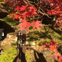 小石川後楽園へ紅葉を見に行きました