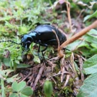 ツチハンミョウに気を付けて