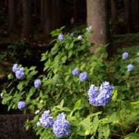 21世紀の森の紫陽花②