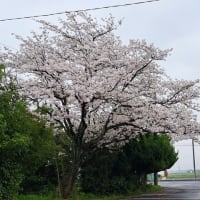 桜は満開なのに。