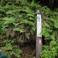 花の苗場山②　小赤沢コース・つらいのは６～８合目　2025/07/12