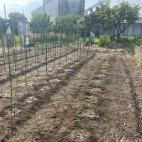 ミニトマト定植