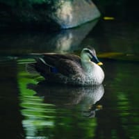 ハンゲショウ、ナンテン、コマツナギ・・・（板橋区立赤塚植物園 2025.6.15撮影）