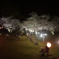 玉城町「田丸城の夜桜」見てきました～(^^)
