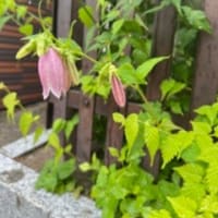 「入梅」という知らせ