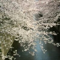 東京目黒川の桜並木