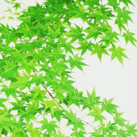 青もみじ