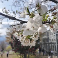 大切なお知らせ♪当ブログお引越しします