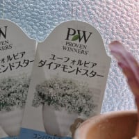７月3日　暑い最中にブーゲンビレアとPWのユーフォルビアを買ってきました！