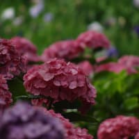 ときわ公園の紫陽花(*≧∀≦*)