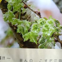 御衣黄桜　（ぎょいこう）　緑の花が咲く桜