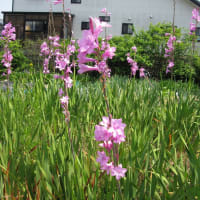 小次郎と春の草花－ワトソニア－