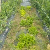 夏野菜の畝など　たくさん耕しました