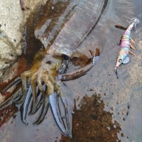 大会流れまくり