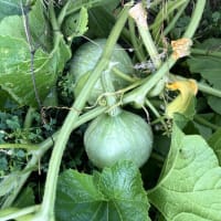  7月29日（火）②