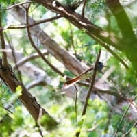 今日のサンコウチョウ