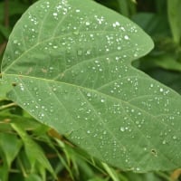 雨がやんで水滴とクモの巣
