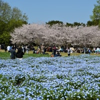 海の中道海浜公園は桜とネモフィラの競演！