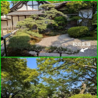 そうだ あお🍃若葉(もみじ) 、見に行こう。