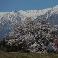 駒ヶ根の桜