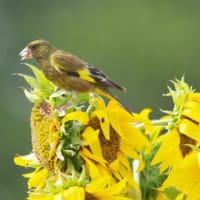 ひまわりの花に