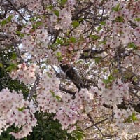 葉桜の季節