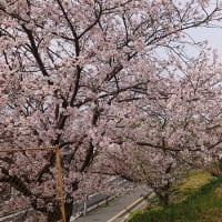 令和7年　桜