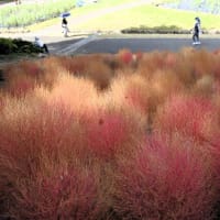 花博記念公園鶴見緑地の自然いろいろ（１）