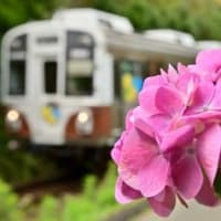 渥美線と紫陽花、其の四