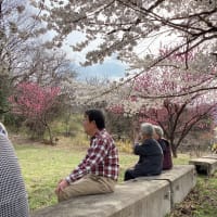 毎年恒例のお花見