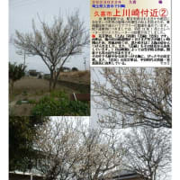 花巡り「梅－328」　久喜市上川崎付近②