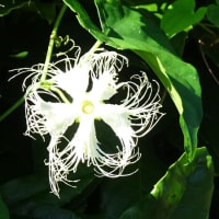 野の花