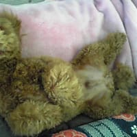 ブサイク犬コンテスト トイプードル と おかん