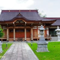 武蔵観音四十八霊場の「鶏足山養運寺」のアジサイとショウブ！！