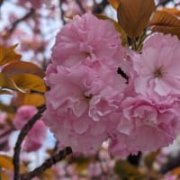 桜の季節＆６席だけのエペクープランチ